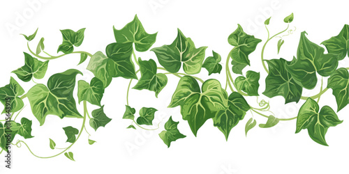 green ivy vine with leaves, vector illustration on white background