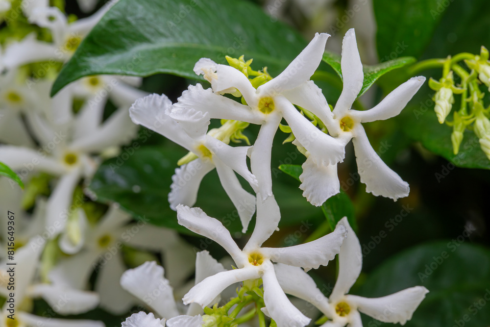 Fragrant Arabian jasmine .Trachelospermum jasminoides