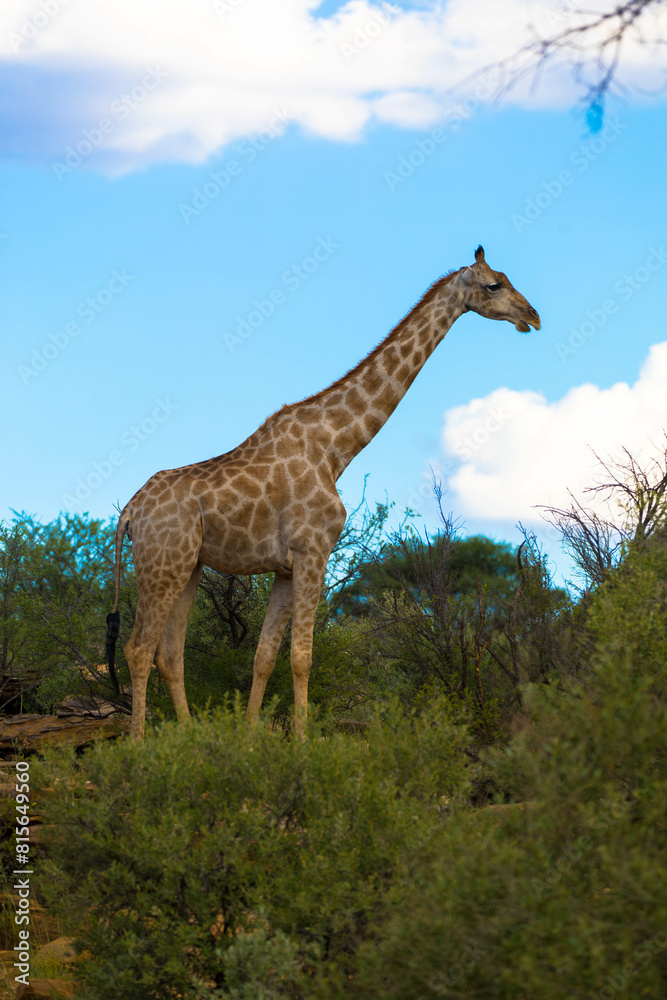 Obraz premium Beautiful adult giraffe between trees in the savanna. Green vegetation due to rainy season. Nature reserve in Botswana. Safari and game drive. Moremi National Park, Africa.