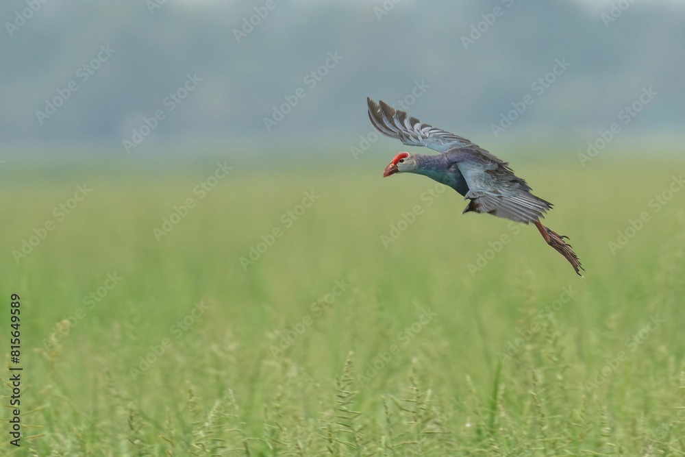 Grey-headed swamphen captured in mid-air with a small insect in its beak Grey-headed swamphen captured in mid-air with a small insect in its beak