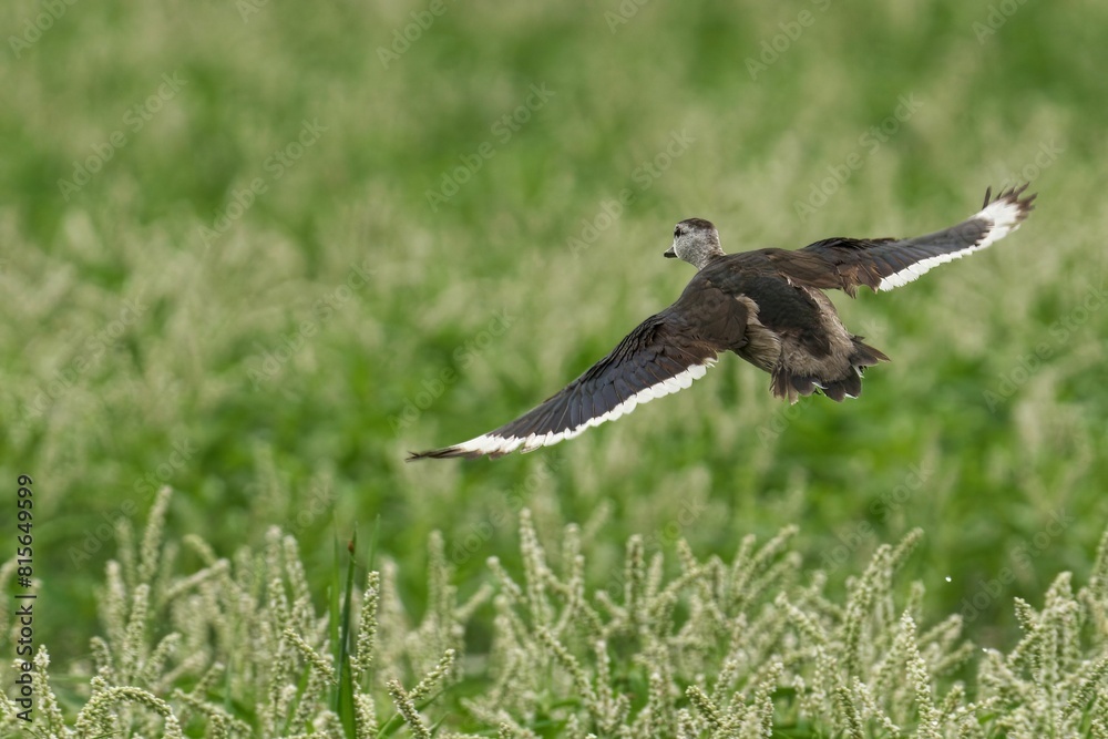 Majestic cotton pygmy-Ggoose soaring gracefully over a lush, verdant meadow Majestic cotton pygmy-Ggoose soaring gracefully over a lush, verdant meadow