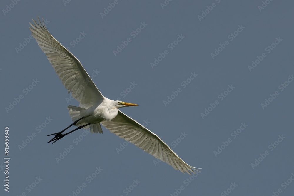 Great egret soaring through the sky, with its wings spread wide Great egret soaring through the sky, with its wings spread wide
