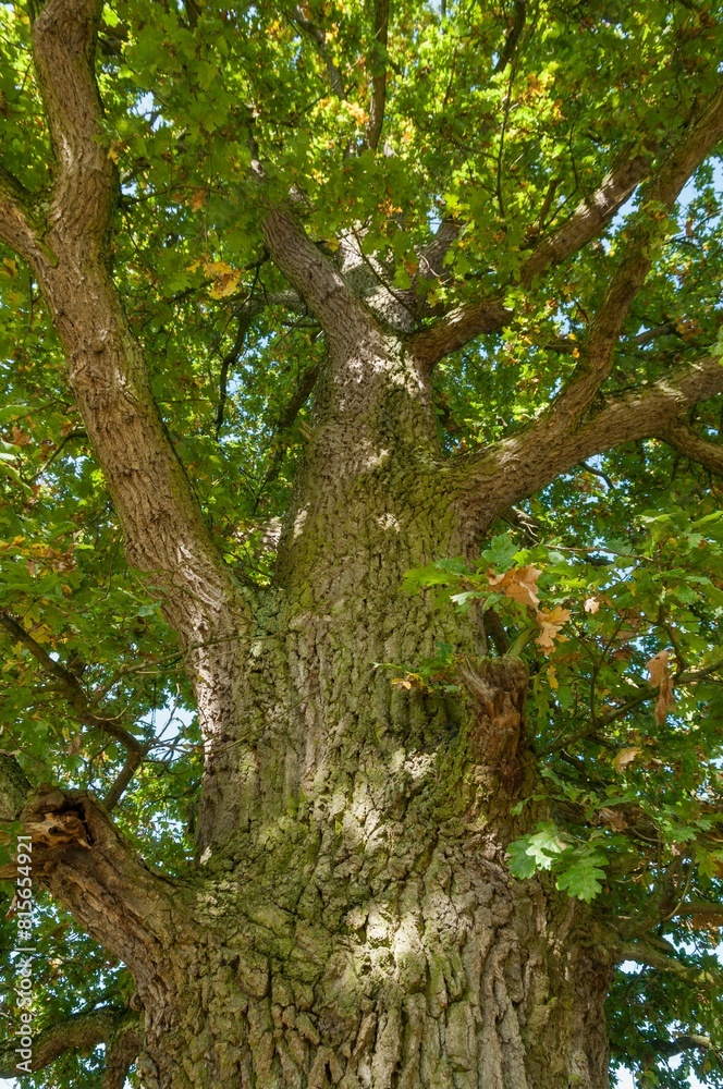 Majestic tree stands tall and vibrant in its lush, green environment Majestic tree stands tall and vibrant in its lush, green environment