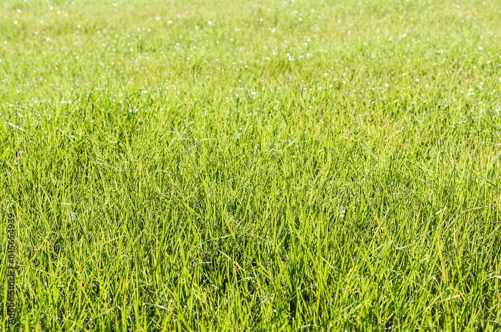 Picturesque grassy meadow in sunlight Picturesque grassy meadow in sunlight