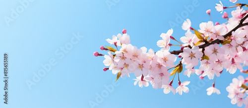 Cherry tree branch on blue sky background Copy space Spring coming Flowers of the cherry blossoms close up Spring weather Cherry blossoming time