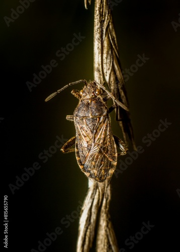Photography Macro shot of a small insect clinging to a thin thread suspended in mid-air
