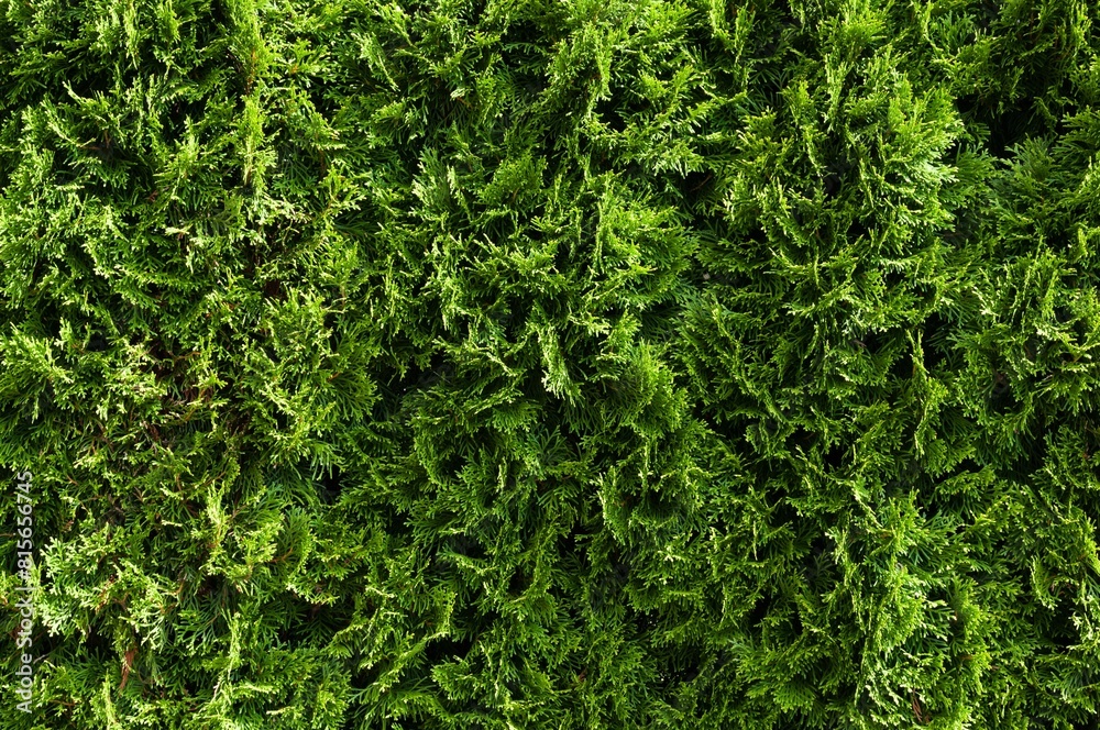 Lush green foliage of a thuja hedge