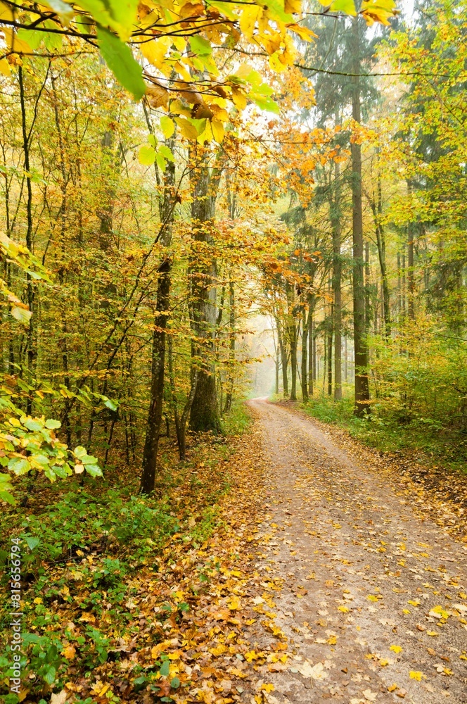 Fototapeta premium Path in a beautiful autumn forest surrounded by lush trees. Southern Germany