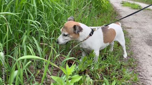 Jack Russell Terrier eating fresh spring grass in the park photo