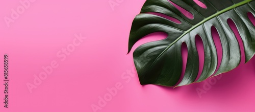 One sheet big monstera on pink background. copy space available