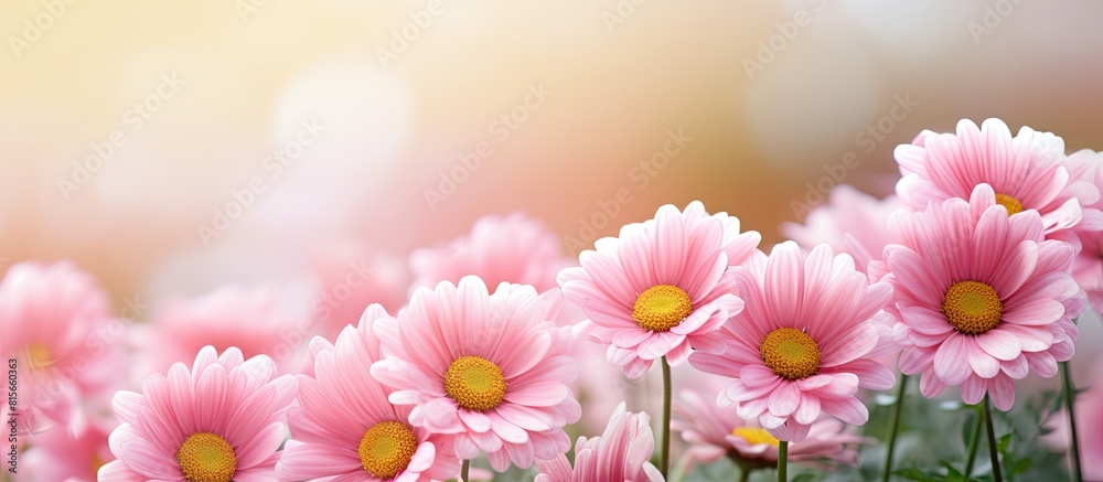 pink european daisies on green blurred background. copy space available pink european daisies on green blurred background. copy space available