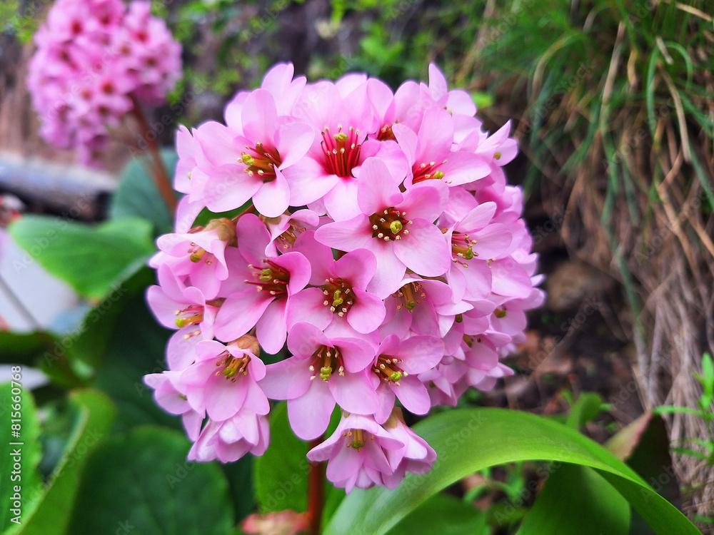 Close-up of pink flower bergenia cordifolia blooms in the meadow. Close-up of pink flower bergenia cordifolia blooms in the meadow.
