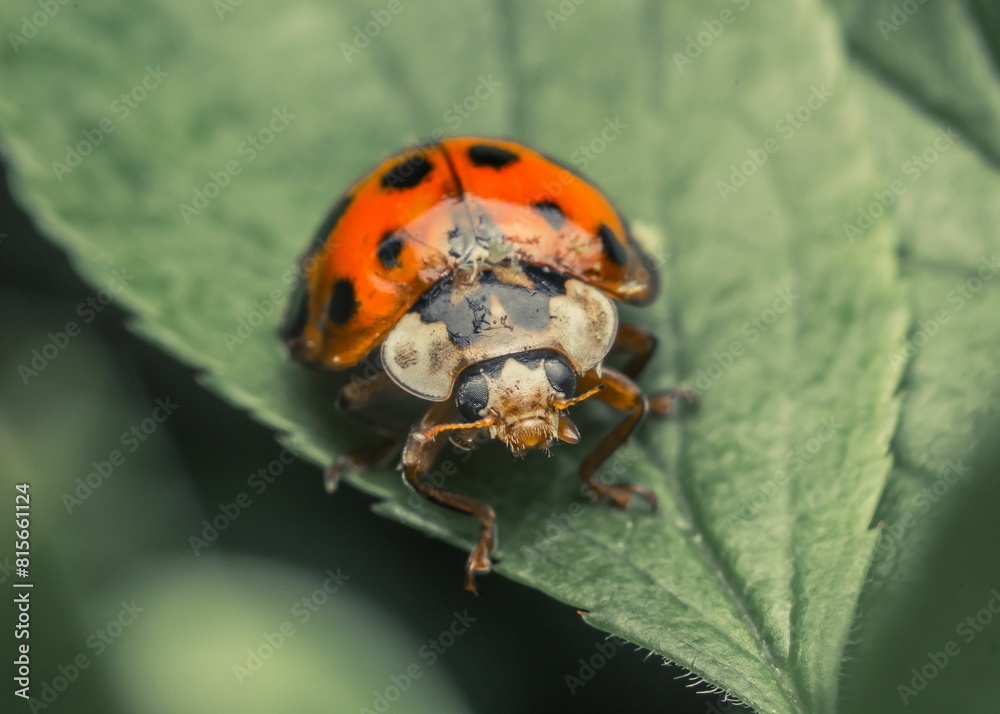 Fototapeta premium Close-up shot of a vibrant ladybird on a leaf