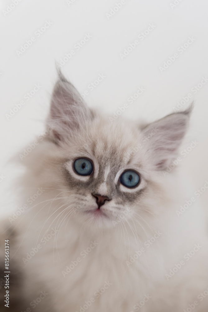 Porträt einer jungen Neva Masquerade Katze Porträt einer jungen Neva Masquerade Katze