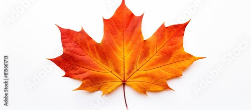 maple autumn leaf on white background. copy space available
