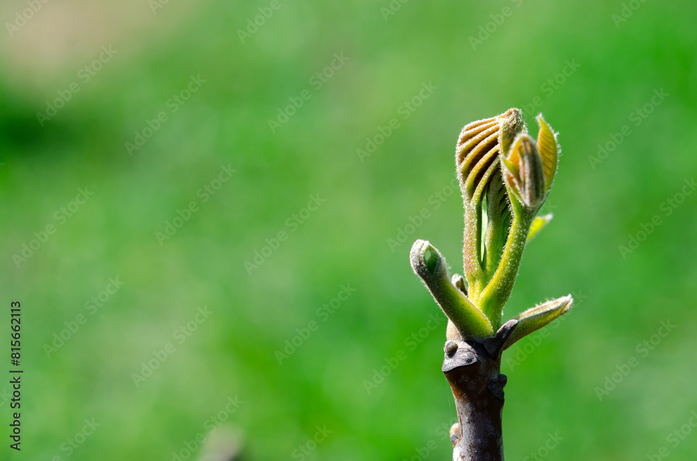 Close-up of young leaves and buds of a walnut Close-up of young leaves and buds of a walnut