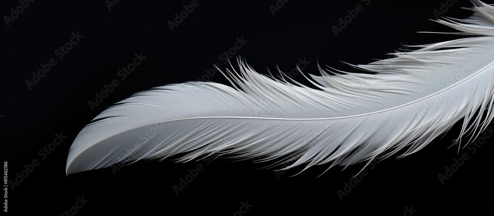 Obraz premium A stunning copy space image featuring a black background adorned with a collection of isolated pure white feathers