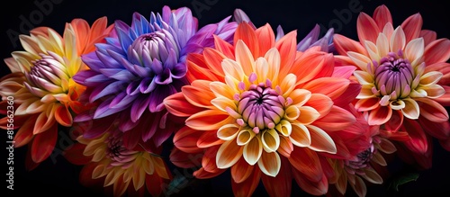 Chrysanthemum flower colorful flower flower decoration flower for design Banner copy space © Gular