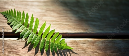 GREEN FERN LEAF ON AN OLD WOODEN BACKGROUND THE SHADOW OF THE FERN SHEET ON A WOODEN BACKGROUND. copy space available