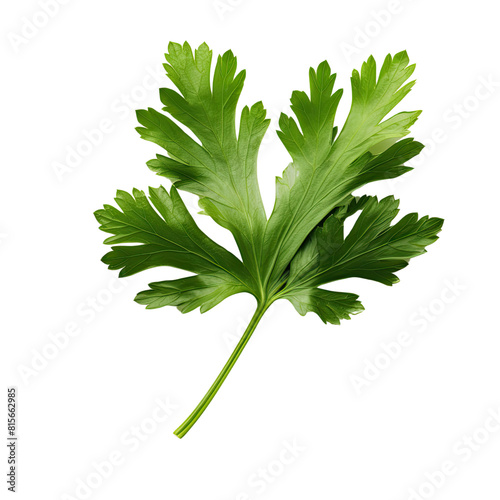 Lovage herb leaves for cooking, isolated on transparent background