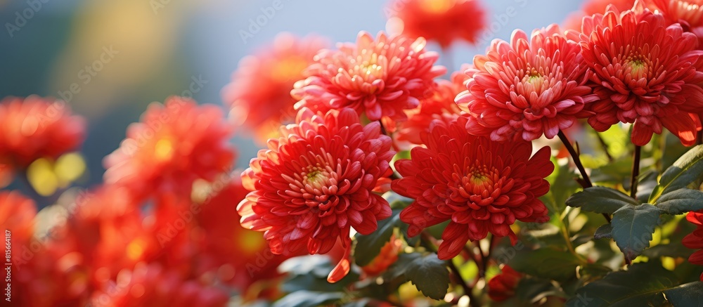 autumn flowers red chrysanthemums on green background copy space autumn flowers red chrysanthemums on green background copy space