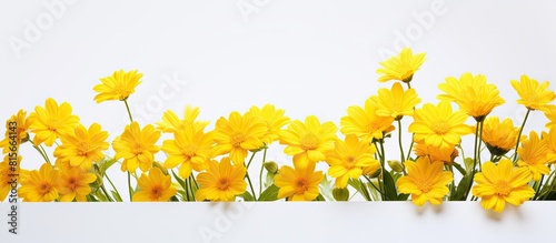background of yellow flowers on white background yellow flowers on white background with copy space