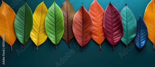 Closeup leaves in different color age of jackfruit tree leaves Line of colorful dry leaves in autumn season environment changed concept Top view flatlay Changing environment background banner