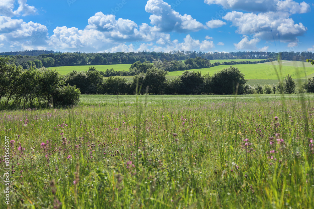 a blooming meadow with flowers and trees on a background of blue sky a blooming meadow with flowers and trees on a background of blue sky