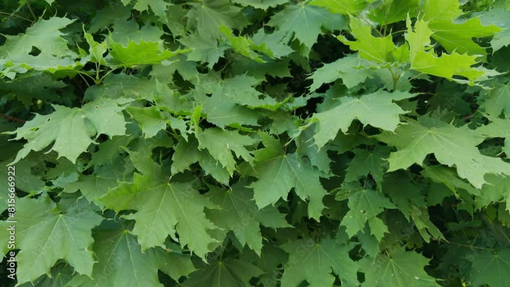 Maple leaves. Tree - maple. Tree branches sway in the wind.
Maple leaves. Tree - maple. Tree branches sway in the wind.