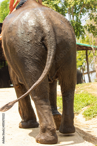 animal elephant on a walk. © studybos