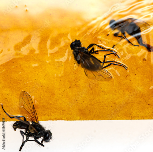 dead flies on yellow sticky tape. © studybos