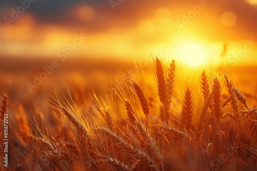 Field of ripe wheat at sunset or sundown