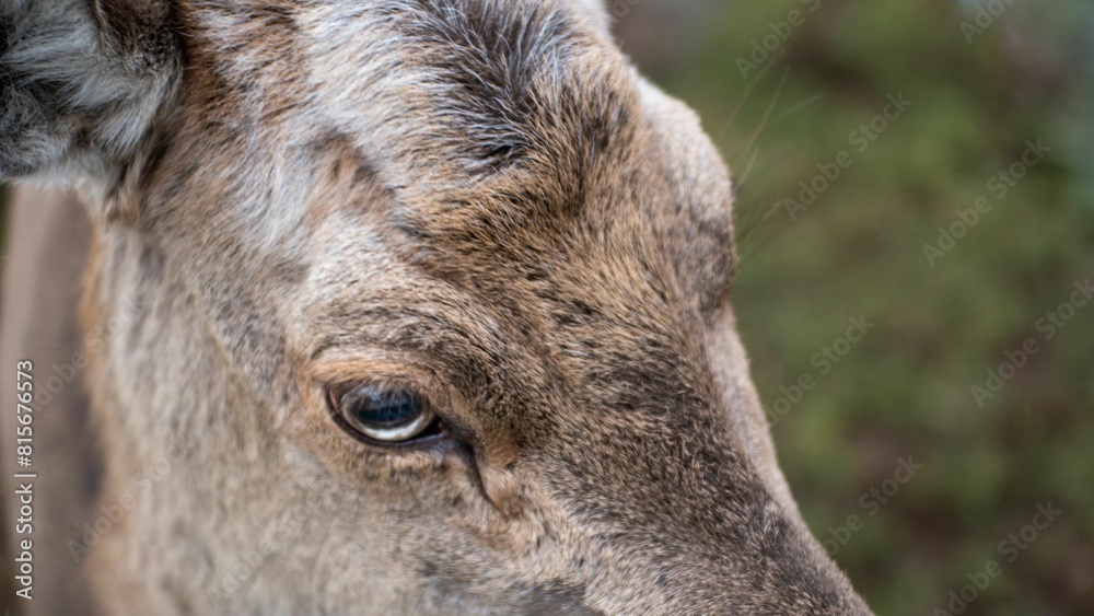 White-tailed deer standing in a grassy field, gazing upward with its head close to the ground White-tailed deer standing in a grassy field, gazing upward with its head close to the ground