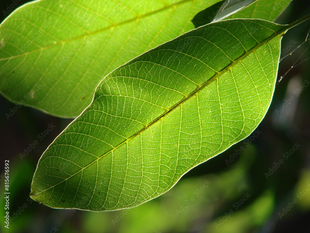 close up of green walnut leaves close up of green walnut leaves