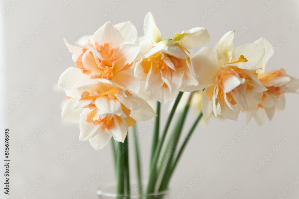 narcissus flower bouquet in small glass vase at home, close-up