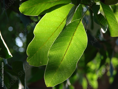 leaves of a walnut  tree