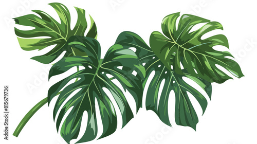 Tropical leaf plant with long leaves. Green branch 
