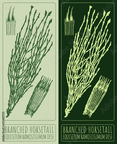 Vector drawing BRANCHED HORSETAIL. Hand drawn illustration. The Latin name is EQUISETUM RAMOSISSIMUM DESF photo