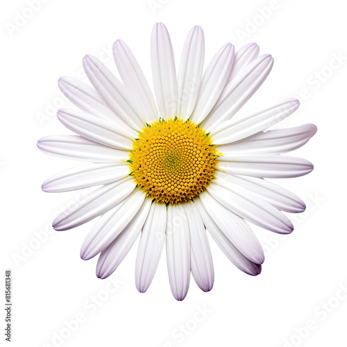 White cosmos flower isolated on transparent background