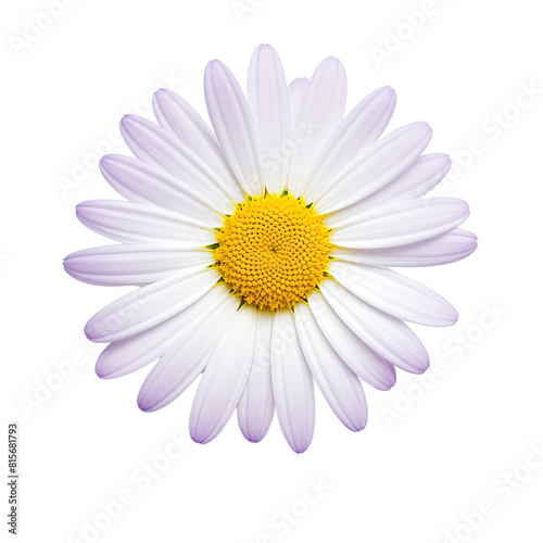 White cosmos flower isolated on transparent background