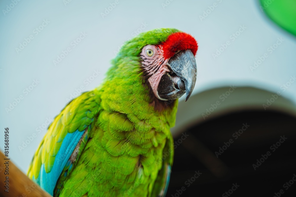 Macaw couple at local Acquarium Macaw couple at local Acquarium