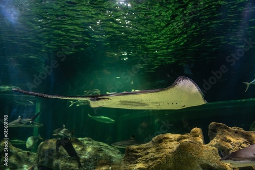 Giant Marine Rays - Underwater Birds photo