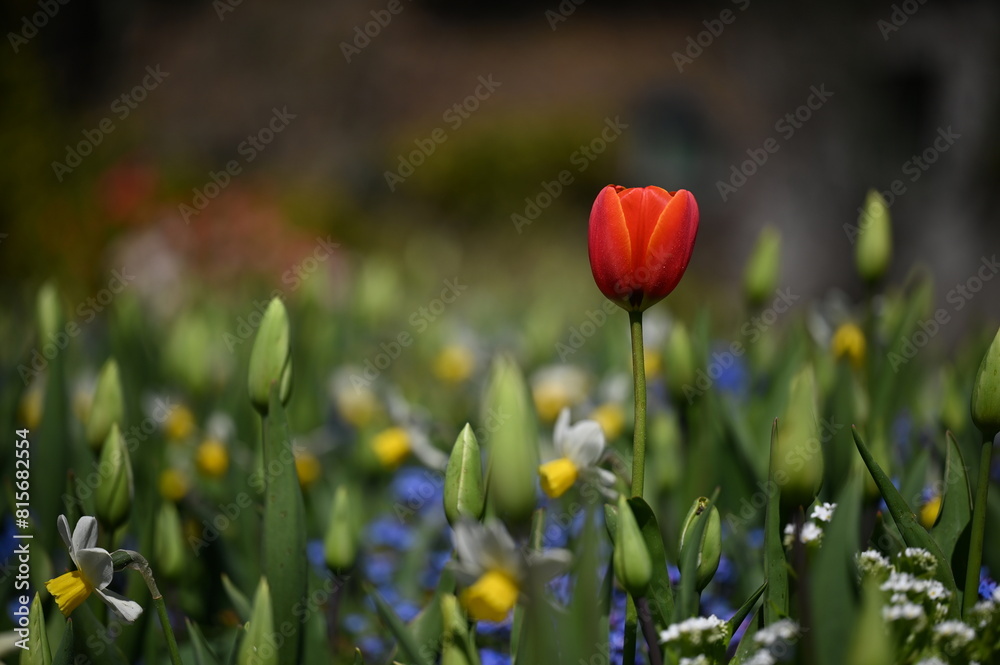 Vivid red flower standing out amongst a vibrant green backdrop of lush foliage. Vivid red flower standing out amongst a vibrant green backdrop of lush foliage.