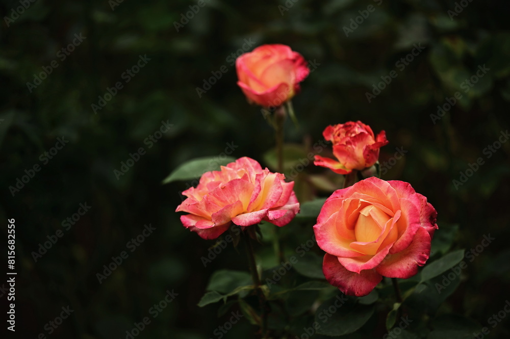 Stunning close-up of vibrant pink roses in full bloom against a dark background. Stunning close-up of vibrant pink roses in full bloom against a dark background.