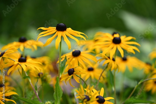 Close-up shot of a cluster of yellow flowers growing in a lush, grassy outdoor setting.