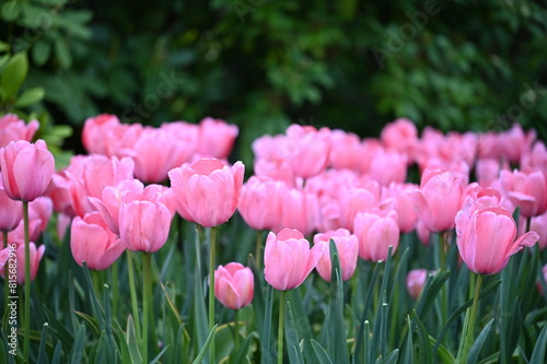 Array of beautiful pink tulips blooms in a lush garden setting.
