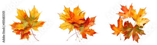 autumn leaf maple on white background