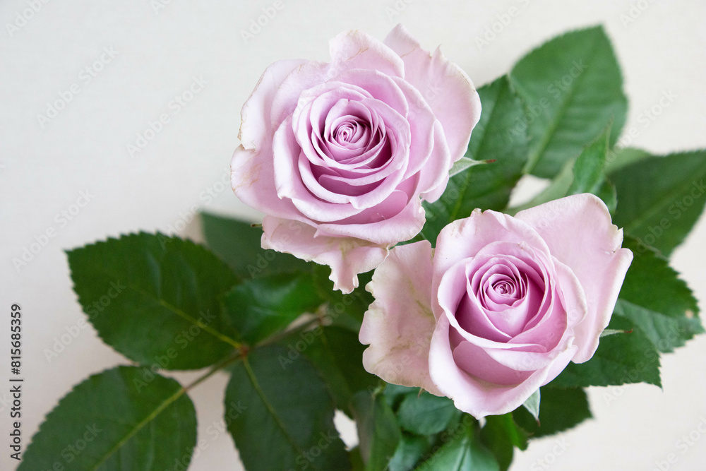 紫色の薔薇 紫色の薔薇