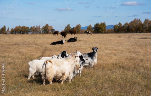 Cows and goats graze on the field in autumn. Rural farm.