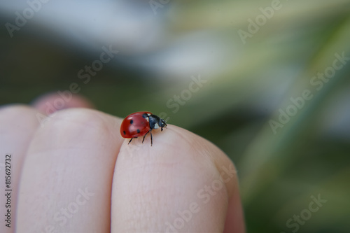 ladybug on a child's hand, picture detail, picture detail